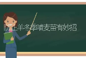 防止羊冬季啃麦苗有妙招