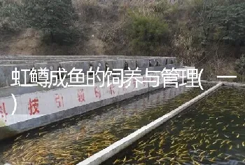 虹鳟成鱼的饲养与管理(一)