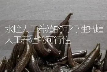 水蛭人工养殖的可行性蚂蝗人工养殖的可行性