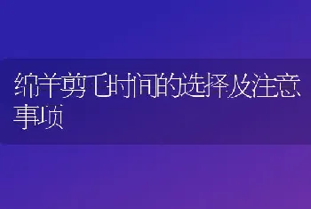 绵羊剪毛时间的选择及注意事项