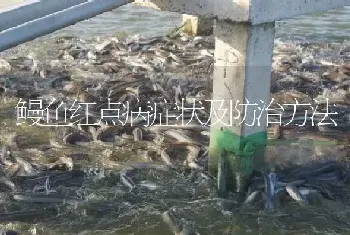 鳗鱼红点病症状及防治方法