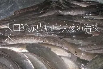 大口鲶赤皮病症状及防治技术