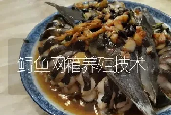 鲟鱼网箱养殖技术