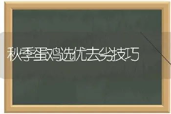 秋季蛋鸡选优去劣技巧