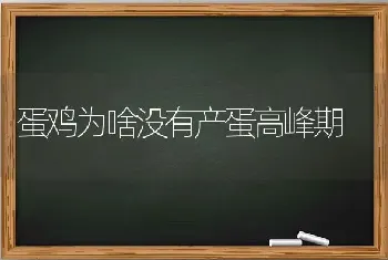 蛋鸡为啥没有产蛋高峰期