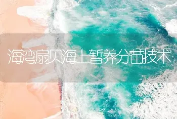 海湾扇贝海上暂养分苗技术