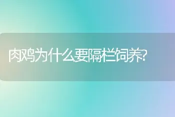 肉鸡为什么要隔栏饲养?