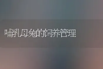 哺乳母兔的饲养管理