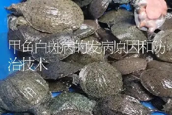 甲鱼白斑病的发病原因和防治技术