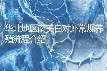 华北地区南美白对虾常规养殖流程介绍