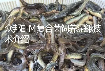 众邦EM复合菌饲养泥鳅技术介绍