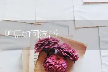 鸭瘟如何防治?