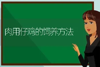 肉用仔鸡的饲养方法