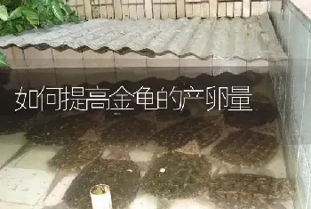 如何提高金龟的产卵量