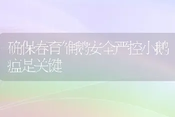 确保春育雏鹅安全严控小鹅瘟是关键