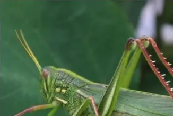 蝗虫如何养殖？蝗虫大量死亡怎么办