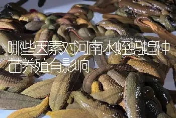 哪些因素对河南水蛭蚂蝗种苗养殖有影响