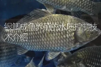 银鲫成鱼养殖的水质控制技术介绍