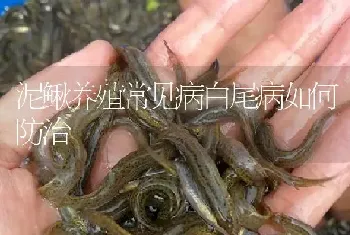 泥鳅养殖常见病白尾病如何防治