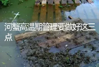 河蟹高温期管理要做好这三点