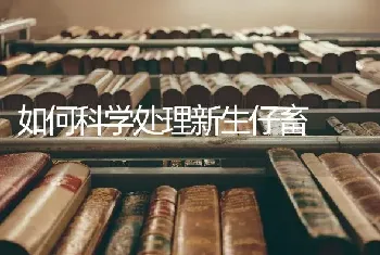 如何科学处理新生仔畜