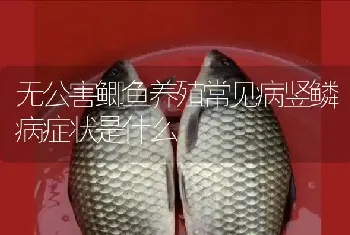 无公害鲫鱼养殖常见病竖鳞病症状是什么