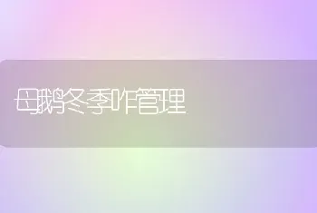 母鹅冬季咋管理