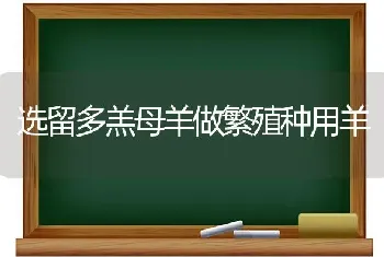 选留多羔母羊做繁殖种用羊