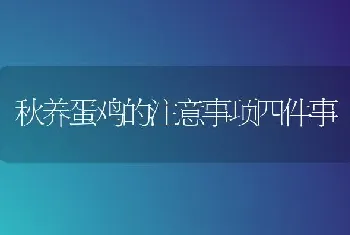 秋养蛋鸡的注意事项四件事