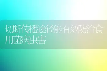 合理运筹肥水多产优质莴苣