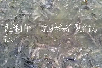 泥鳅苗种气泡病综合防治方法