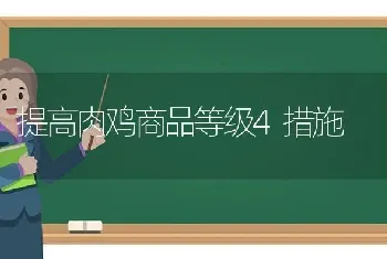 提高肉鸡商品等级4措施