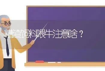 糟渣饲料喂牛注意啥?