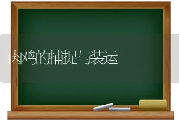 肉鸡的捕捉与装运