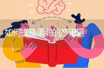 如何提高蛋鹅的产蛋量