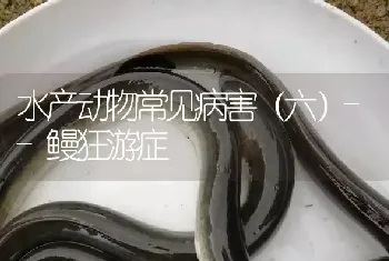 水产动物常见病害(六)--鳗狂游症