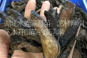 湖北水蛭满月苗：怎样辨别下水开口苗的成活率