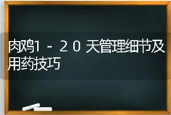 肉鸡1-20天管理细节及用药技巧