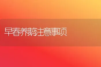 早春养鹅注意事项