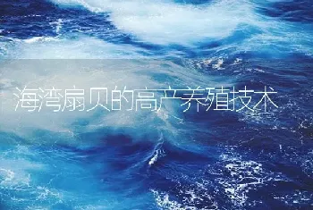 海湾扇贝的高产养殖技术