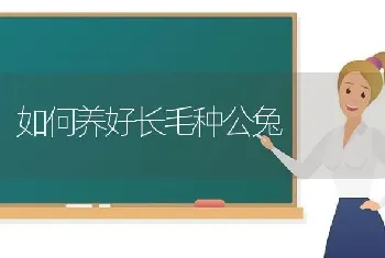 如何养好长毛种公兔