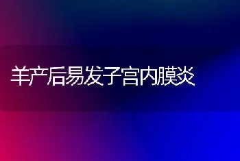 羊产后易发子宫内膜炎