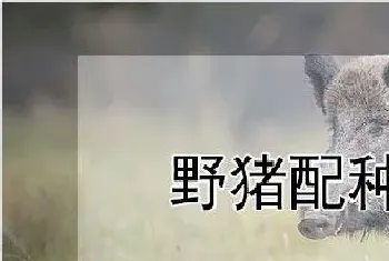 野猪配种要点有什么