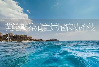 黄鳍鲷养殖之烂尾病防治技术