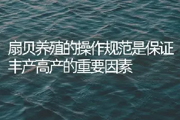 扇贝养殖的操作规范是保证丰产高产的重要因素