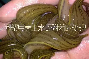 河蟹甲壳上水蛭附着的处理