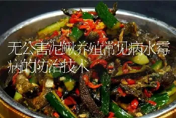 无公害泥鳅养殖常见病水霉病的防治技术