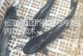 长吻鮠江团养殖常见病绦虫病防治技术