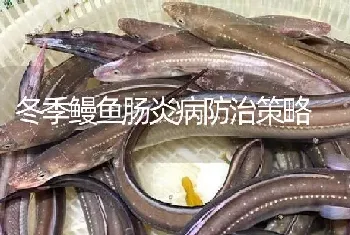 冬季鳗鱼肠炎病防治策略