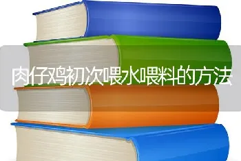 肉仔鸡初次喂水喂料的方法